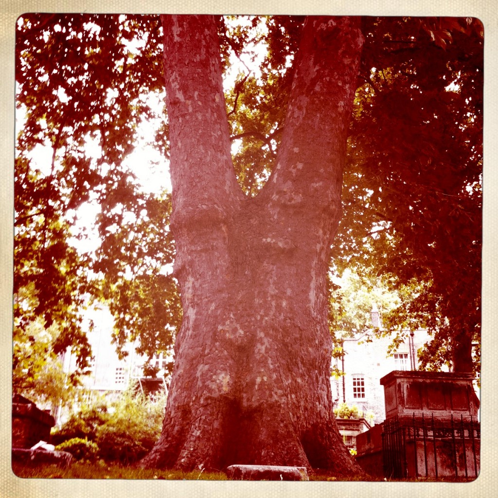 St. George's Garden, Siamese Tree