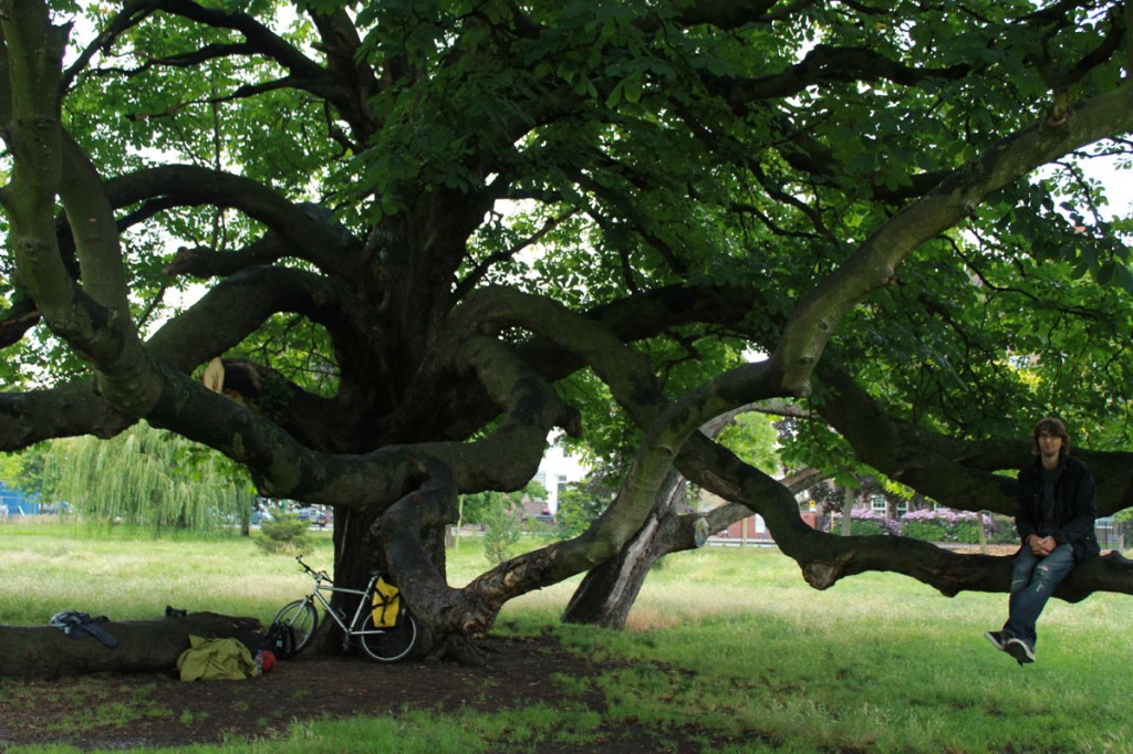 Clissold Park, a suitable tree