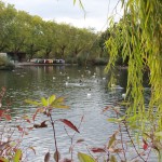 Finsbury Park trees pond ducks
