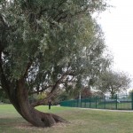 Finsbury Park reclining tree